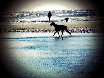 Silhouette of man on beach