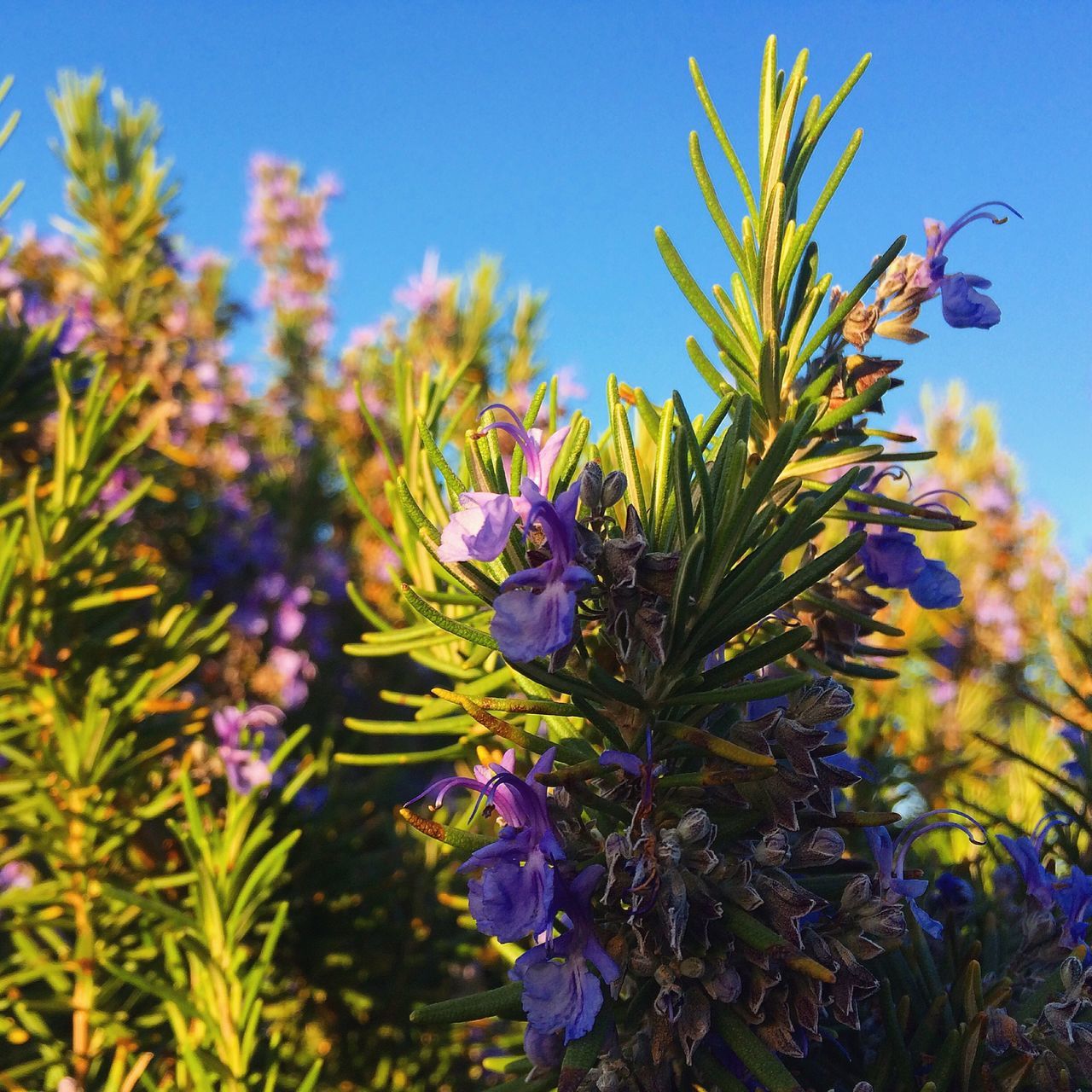 flower, growth, blue, freshness, plant, fragility, beauty in nature, purple, nature, focus on foreground, close-up, blooming, field, stem, petal, in bloom, clear sky, wildflower, sunlight, flower head