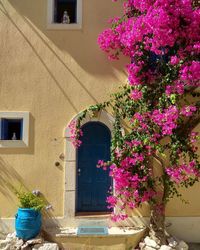 Potted plant on window of building