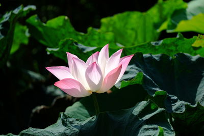 Close-up of pink lotus water lily