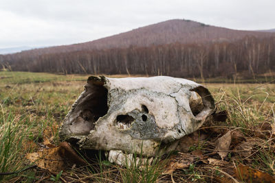 Close-up of animal skull on field