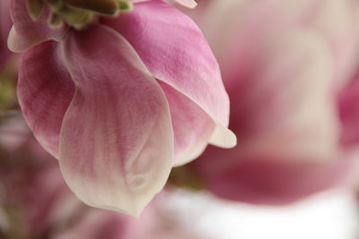 Close-up of pink rose flower