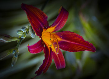 Close-up of red flower blooming on plant