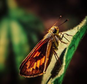 Close-up of butterfly