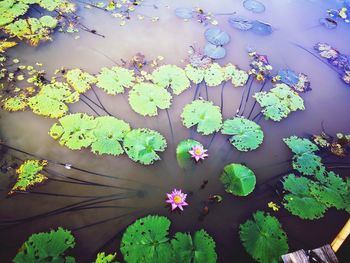 High angle view of flowering plant leaves floating on water