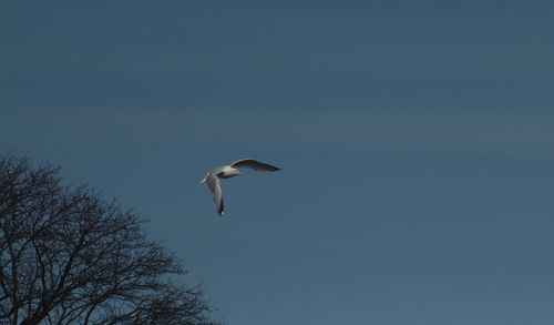 Low angle view of seagull flying in sky