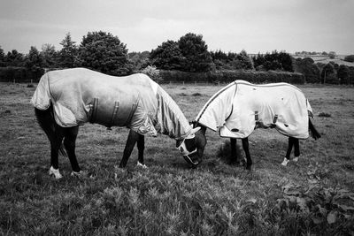 Horses grazing on field against sky