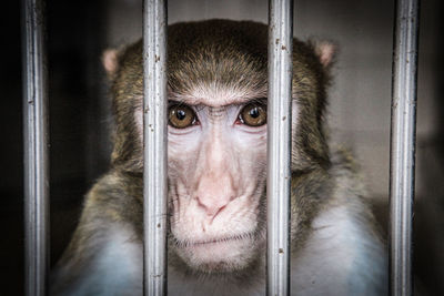 Close-up portrait of monkey in cage