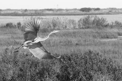 Bird flying over field