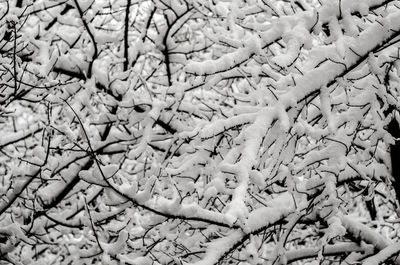 Full frame shot of snow covered tree