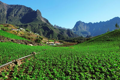 Scenic view of agricultural field against sky