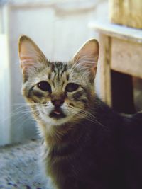 Close-up portrait of cat looking at camera