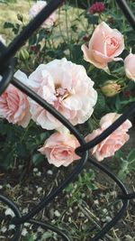 Close-up of pink flowers blooming outdoors