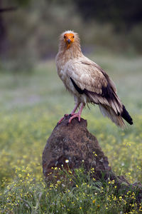 Close-up of bird perching on a field