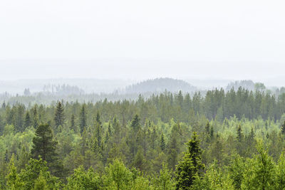 Scenic view of forest against sky