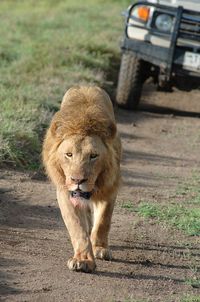 Close-up portrait of lion