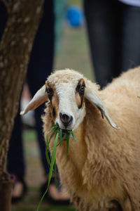 Close-up portrait of sheep grazing outdoors