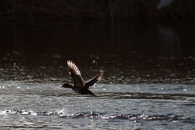 Bird flying over lake