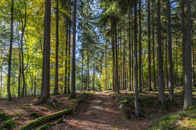 Trees growing in forest
