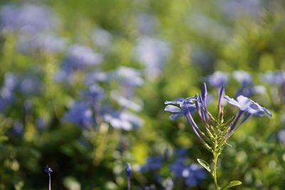 Close-up of flowers blooming outdoors