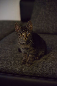 Portrait of kitten sitting at home