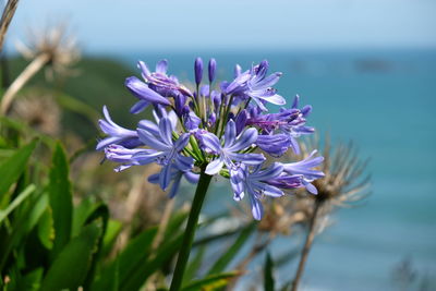 Close-up of purple flowers against sky