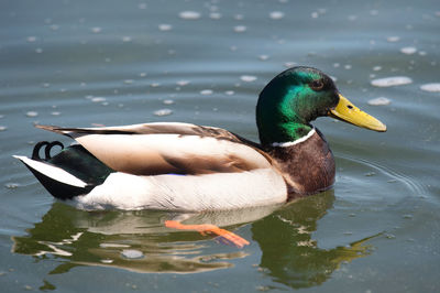 Duck swimming in a lake