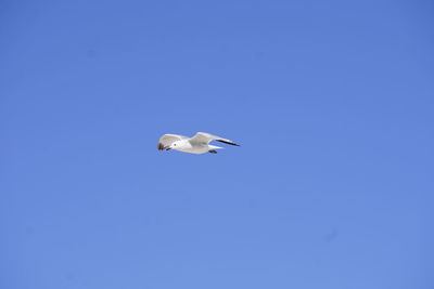 Low angle view of seagull flying