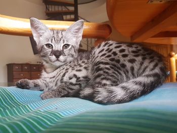 Portrait of f1 savannah kitten resting on bed at home