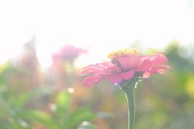 Close-up of pink flowers blooming outdoors