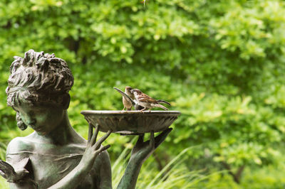 Close-up of bird perching on statue