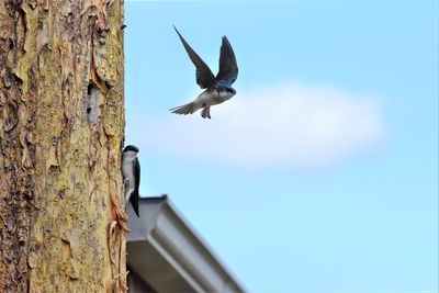 Low angle view of birds flying against the sky