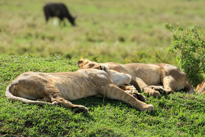 Sheep lying on field