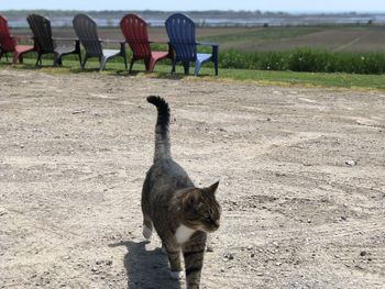 Cat standing on field