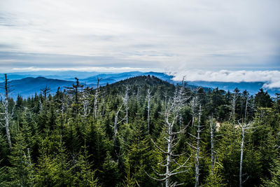 Pine trees in forest against cloudy sky