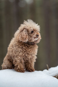 Close-up of a dog on snow