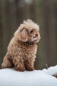 Toy-an apricot-colored poodle sits in the snow in the forest and looks into the distance.