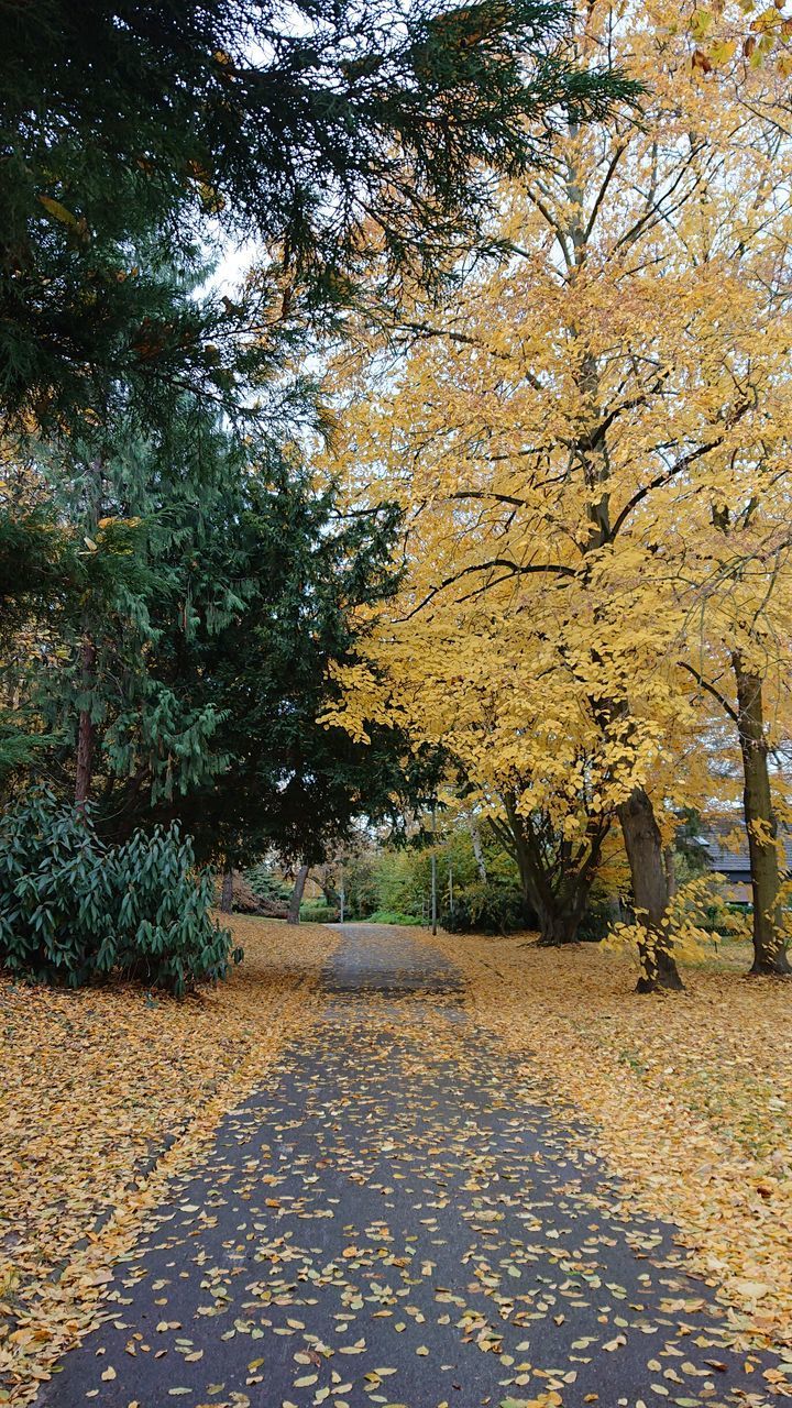 SUNLIGHT FALLING ON AUTUMN LEAVES