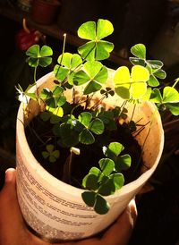 Close-up of hand holding potted plant