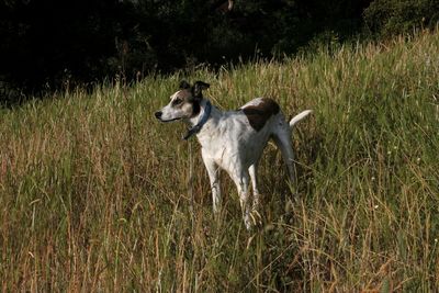 Dogs running on grass