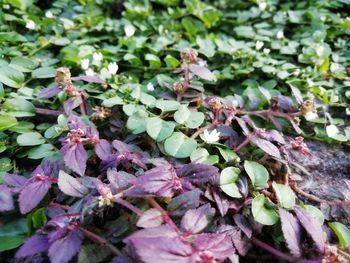 High angle view of purple flowering plants