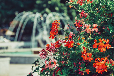 Close-up of red flowering plant