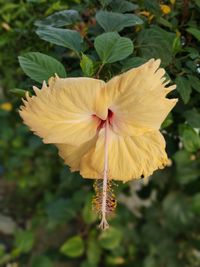 Close-up of yellow hibiscus flower