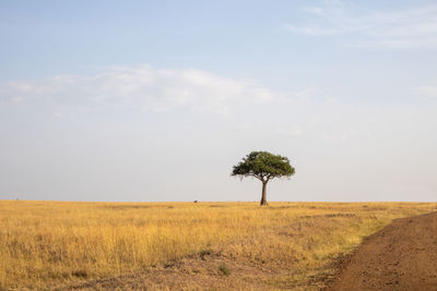 Picturesque african landscape, masai mara reserve kenya