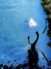 High angle view of swan swimming in lake