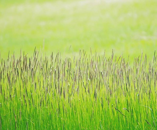 grass, green color, growth, field, nature, tranquility, plant, beauty in nature, grassy, green, tranquil scene, growing, day, landscape, rural scene, outdoors, focus on foreground, no people, agriculture, close-up