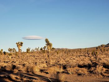 Death valley, saline valley joshua trees, lenticular cloud