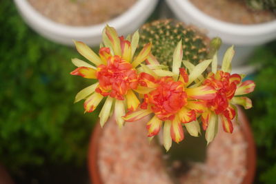 Close-up of red flowering plant