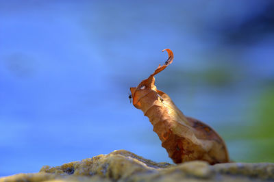 Close-up of lizard