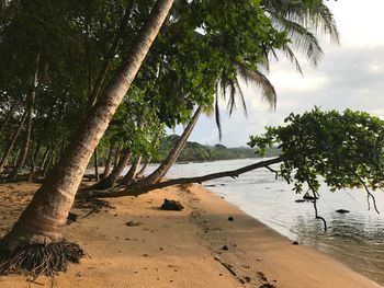 Trees on beach against sky